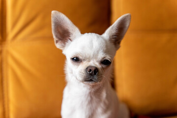 White chihuahua dog sitting on gold sofa