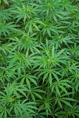 Cannabis sativa is used as a source of industrial fiber, seed oil, food, and medicine. It is also used as a recreational drug and for religious and spiritual purposes.