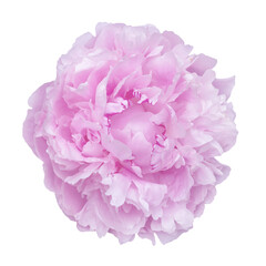 An elegant pink peony bloom displayed against a clean transparent background, showcasing its intricate petal details and vibrant tones. Perfect for floral-themed projects, design, or botanical decorat
