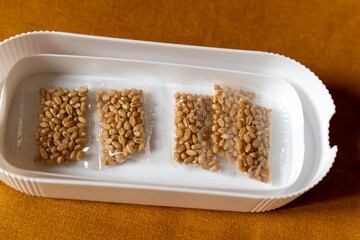 Wheat seeds packed for sprouting in white plastic container