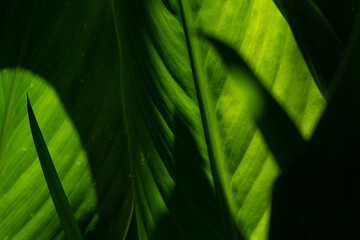 Vibrant Green Plant Leaf in the Garden, Braga, Portugal.