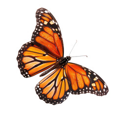 Fototapeta premium Monarch butterfly, isolated
