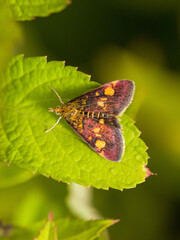 dorsal close up view of a colorful purple and yellow mint moth with open wings on a green leaf 
