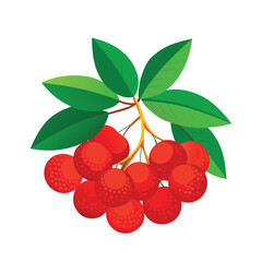 A vibrant cluster of ripe bright red lychee fruits hanging from a stem isolated on white background