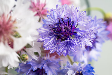 Obraz premium Close up of Blue and White Bachelor's Button Flowers