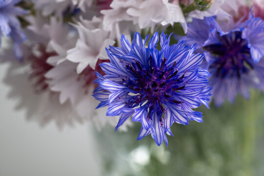 Close up of Blue and White Bachelor's Button Flowers