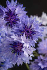 Close up of Blue and White Bachelor's Button Flowers