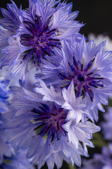 Close up of Blue and White Bachelor's Button Flowers