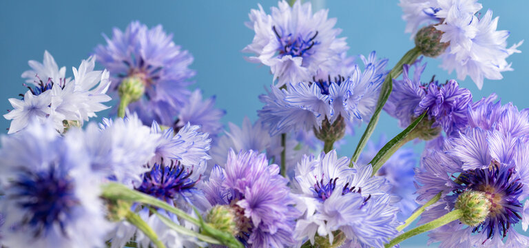 Close up of Blue and White Bachelor's Button Flowers