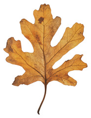 Fototapeta premium PNG Real Pressed a oak leaf background isolated plant.