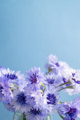 Close up of White and Blue Bachelor's Button Flowers