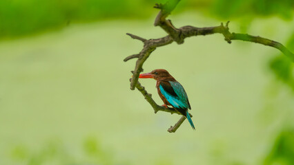 White-throated Kingfisher on Curved Branch at Keoladeo Sanctuary, India

