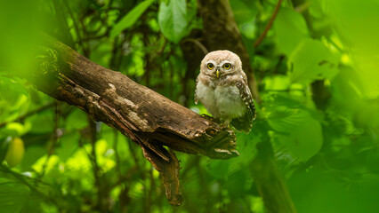 Spotted Owlet perched on a Forest Log at Keoladeo Bird Sanctuary, Bharatpur, India

