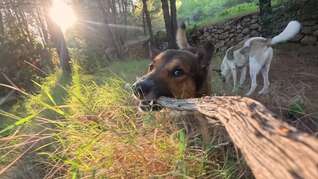 PORTRAIT, LENS FLARE, CLOSE UP: Happy dog eagerly tugs on a large gnarled branch. Playful time with mixed breed doggie on morning walk through pine forest, bathed in warm, golden light of rising sun.