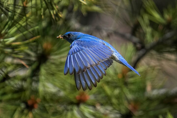 Mountain Bluebird carries a grasshopper to his chicks