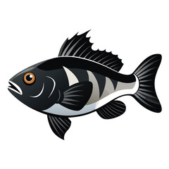 Detailed illustration of a tautog blackfish a popular saltwater game fish rendered as a clean vector graphic isolated on white background