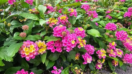 Sweden. Lantana camara, common lantana or Florida Flower as is sometimes called, is a species of flowering plant in the verbena family Verbenaceae, native to the American tropics