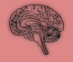 colorful Human brain. Neon effect on a real human brain with different  colorful backgrounds....