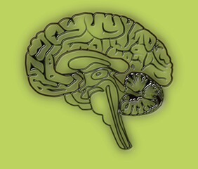 colorful Human brain. Neon effect on a real human brain with different  colorful backgrounds....