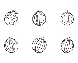 Hand Drawn Coriander Seeds Illustration Collection of Aromatic Spice Element Culinary Herb Spice