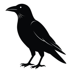 Black crow silhouette in flight a stark and striking graphic element isolated on white background
