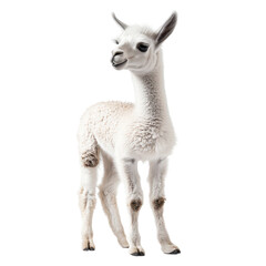 Obraz premium Cute young alpaca standing against a plain background, showcasing its fluffy white fur and playful demeanor