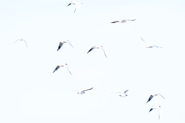 GAVIOTAS REIDORA (Chroicocephalus ridibundus) EN PLENO VUELO