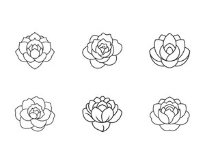 Minimalist floral collection with hand drawn flower illustrations representing beautiful blooming roses on a clean white background design element