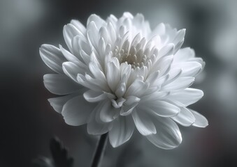 Close-up view of a delicate white flower.