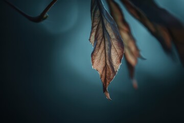 Close-up view of delicate, dried leaves.
