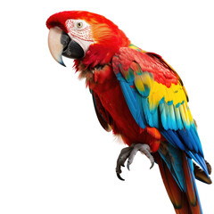 Fototapeta premium Vibrant parrot profile