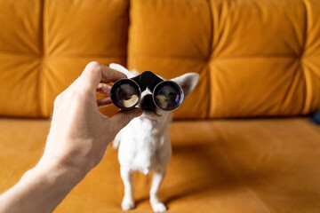 Curious small white dog looking through binoculars held by owner on sofa