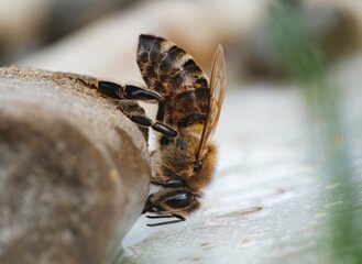 A honeybee diligently drinks water from a grey, damp stone. Its intricate legs grip the surface as...