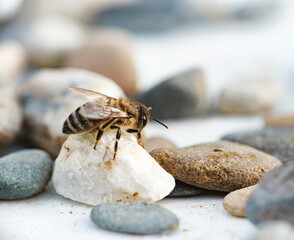 A bee, with its striped abdomen and delicate wings, pauses atop a white rock surrounded by pebbles....