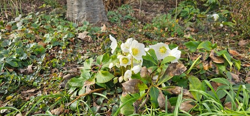 Close-up of White Hellebore with Green Foliage