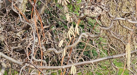 Curly Hazel Bush in Winter