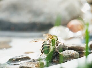 A dazzling green sweat bee lands on the wet stones to drink. The sunlight catches the glistening...