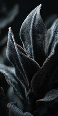 Close-up view of textured leaves.