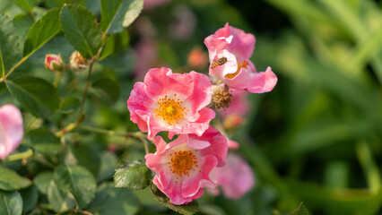 Obraz premium monthly rose