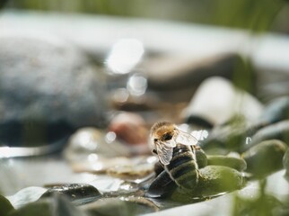 A tired honeybee, with pollen-dusted fur, takes a break from its foraging. It perches on smooth...