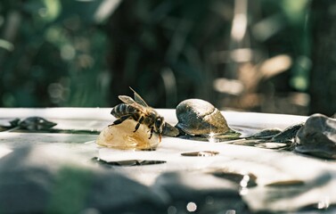 A honeybee delicately rests on a drop of honey while a snail slithers nearby on a watery surface. The soft afternoon light glimmers, enhancing the sweetness of the moment