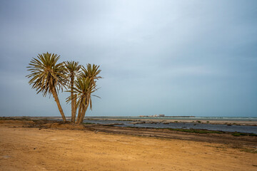 Lonely Palm Trees on a Desert Beach Overlooking the Sea
