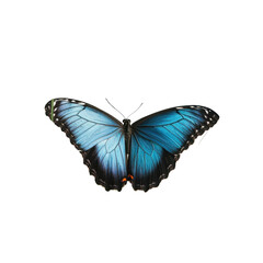 Fototapeta premium Colorful blue butterfly resting with wings fully spread in a natural habitat under bright sunlight