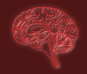 colorful Human brain. Neon effect on a real human brain with different  colorful backgrounds....