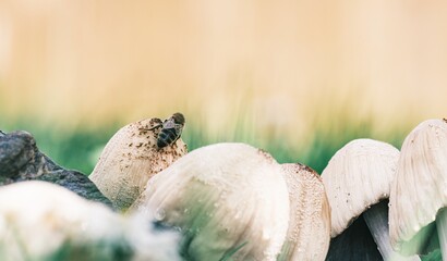 In soft focus, a bee sits atop a mushroom, likely seeking nutrients or shelter, near other mushrooms and lush grass on a sunny day. The scene invokes stillness and a sense of natural harmony