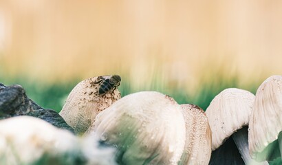 A Bee explores a collection of mushrooms in a field, with a blurred background of green grass and sunlight, during a peaceful, warm day