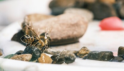 Several honeybees are meticulously drinking water from tiny droplets on a collection of small, smooth river stones during a hot, sunny afternoon, with a rose petal nearby