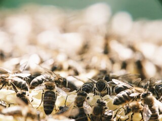 Numerous European honey bees meticulously collect nectar, actively consuming it under bright, warm...