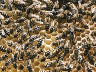 A densely packed group of honeybees congregates on a honeycomb structure. They appear to be working...