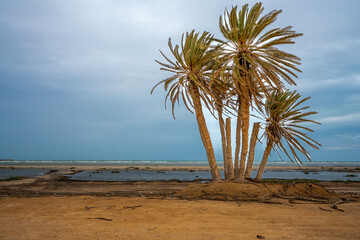 A calm natural scene capturing a cluster of palm trees on a sandy coastline, where dry land meets shallow water under a cloudy sky. A beautiful contrast between coastal and desert vegetation, evoking 